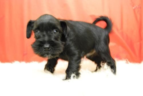 Ejemplar de Snauzer// Disponibles Machos y Hembras de 2 Meses||*