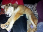 Regalo cachorrito - mejor precio | unprecio.es