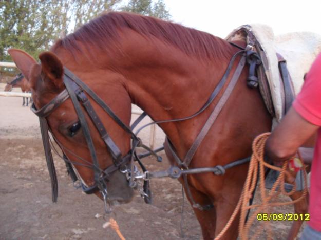 SE DOMAN CABALLOS INICIO A LA DOMA VAQUERA Y ENGANCHE,Y MULOS PARA ENGANCHE MUY ECONOMICO