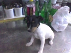VENDO RATONERO BODEGUERO ANDALUZ MUY BUEN PRECIO - mejor precio | unprecio.es