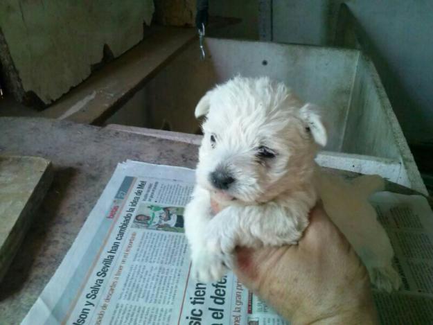 westy macho 300 euros