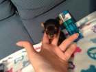 yorkshire con pedigree - mejor precio | unprecio.es
