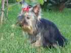yorkshires terriers,linea coramonte,tamaño mini,650 euros. - mejor precio | unprecio.es