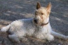 - MILOU (Foxterrier) --ARTURO (xTeckel)- ADOPTA !! - mejor precio | unprecio.es