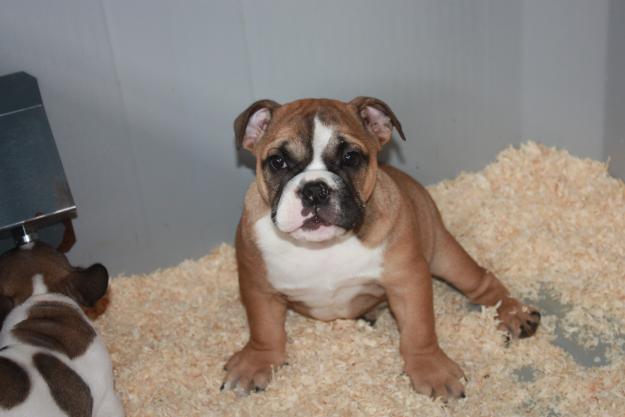 Bulldog Ingles