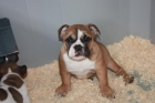 Bulldog Ingles - mejor precio | unprecio.es