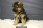 cachorritos de Pastor aleman,con pedigre PRECIOSOS - mejor precio | unprecio.es