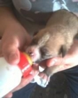 perritos de raza pekeña - mejor precio | unprecio.es