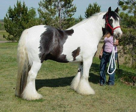 Precioso caballo gitano disponibles