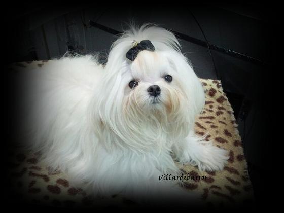 Bichon Maltes