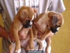 BOXER DORADOS OFERTA - mejor precio | unprecio.es