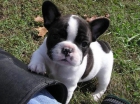 BULLDOG FRANCES, cachorros, - mejor precio | unprecio.es
