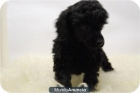 Cachorros de caniche de toy, excelente calidad - mejor precio | unprecio.es