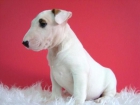 EXCELENTES BULL TERRIER DE CALIDAD - mejor precio | unprecio.es