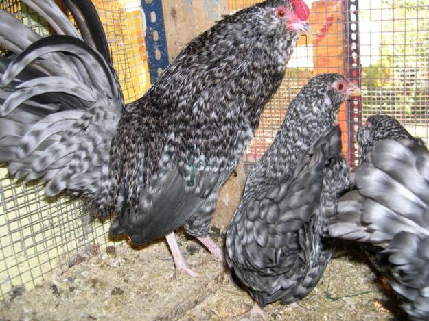 lote de gallinas de raza