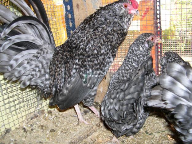 lote de gallinas de raza