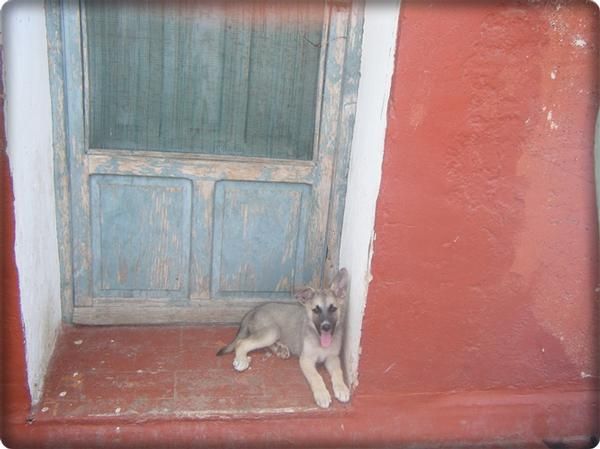 pastor aleman cruce ultimo cachorrito