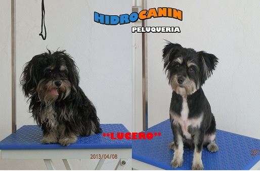peluquero canino a domicilio y lavadero de mascotas 24h (desde 1€)
