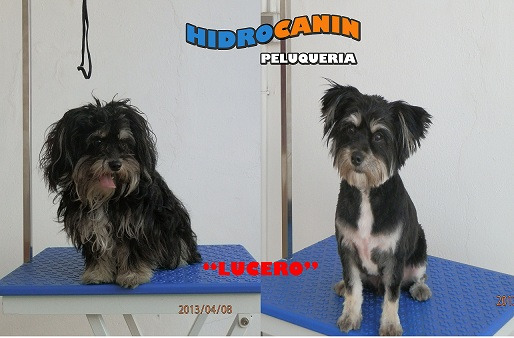 peluquero canino a domicilio y lavadero de mascotas 24h (desde 1€)
