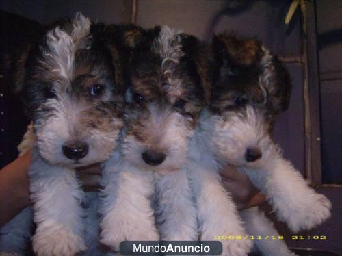 Perro Fox Terrier Wire (pelo Duro) Pura SangrePerro Fox Terrier Wire (pelo Duro) Pura Sangre