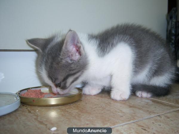 regalo gatita