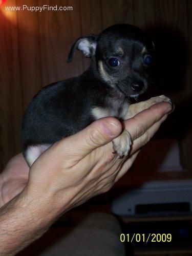 Somos tienda de animales. Cachorros vacunados, desparasitados con garantia sanitaria y factura por escrito.