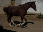 VENDO CABALLO ANGLO ARABE ALAZAN CARETO CUATRALBO.HIJO DE IOD`POM Y UNA CONDESA - mejor precio | unprecio.es