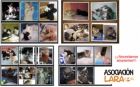 Bebés gatitos buscan adoptantes. Asoc. Lara. - mejor precio | unprecio.es