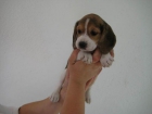 BEAGLES DE CARAMELO,VEN A CONOCERLOS,TE ENCANTARAN 350€ - mejor precio | unprecio.es