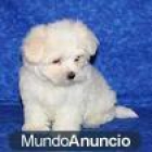 Bichon maltes cachorro a persona seria ! - mejor precio | unprecio.es