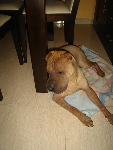 busco shar pei hembra para montas