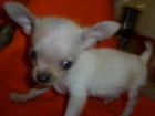 precioso chihuahua toy con loe - mejor precio | unprecio.es