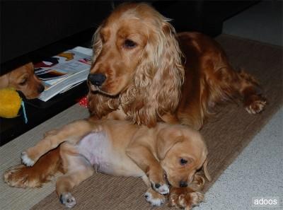 REGALO:COCKER SPANIEL URGENTE