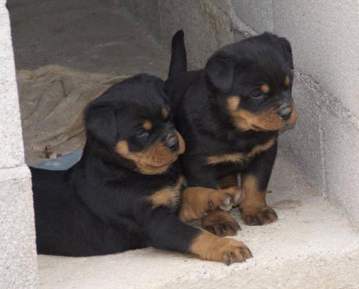 Rottweiler: cachorros de ch. BRETA vonDolmen- Elvis von der Mulhbaschtrasse