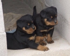 Rottweiler: cachorros de ch. BRETA vonDolmen- Elvis von der Mulhbaschtrasse - mejor precio | unprecio.es