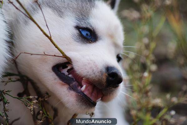 Se venden cachorros