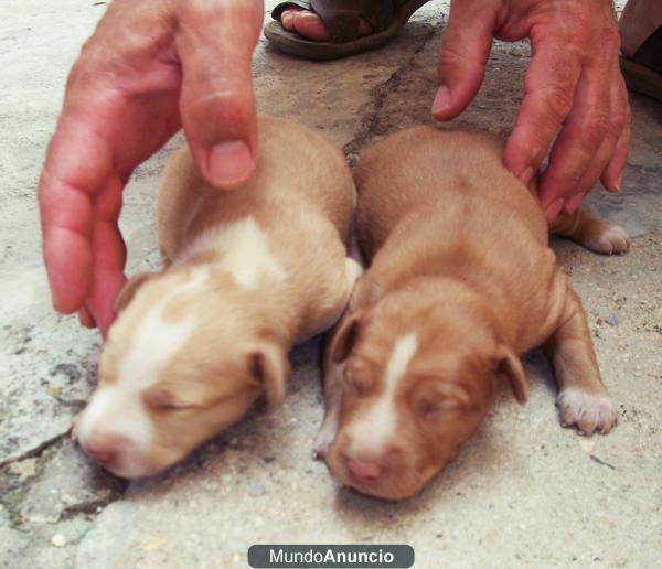 SE VENDEN PODENCOS ANDALUCES MACHOS