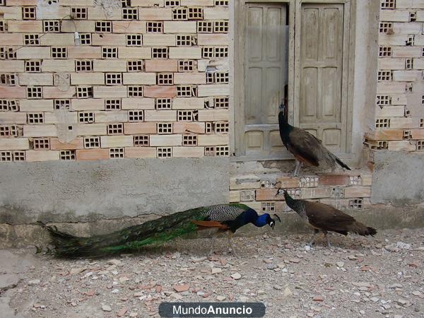 vendo pareja de pavos reales azules