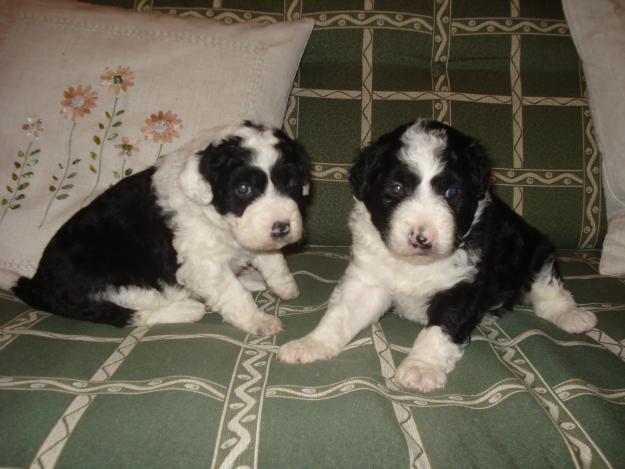 VENTA DE CACHORROS BORDER COLLIE CRUZADOS