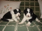 VENTA DE CACHORROS BORDER COLLIE CRUZADOS - mejor precio | unprecio.es