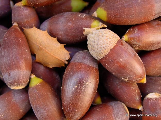 Bellotas en venta  de encina