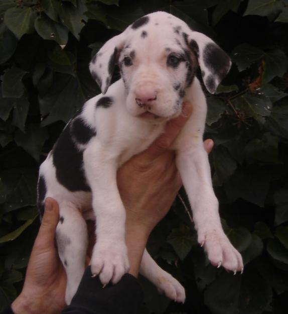 Cachorros de Dogo aleman