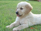Cachorros de Golden Retriever con pedigree Loe de Campeones - mejor precio | unprecio.es