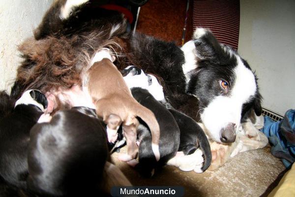 camada border collie