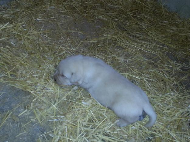 llabrador en murcia