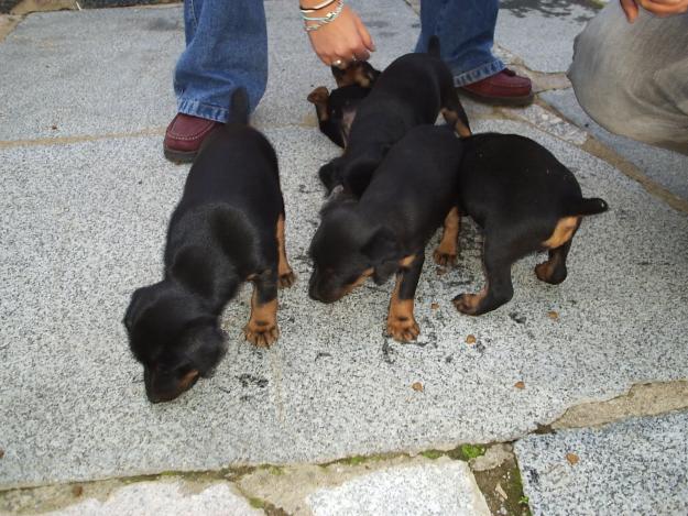 SE VENDE CAMADA DE JAGD TERRIER