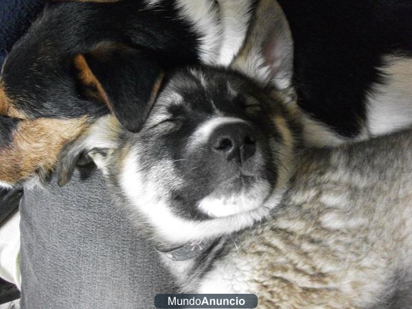 sos se busca a lola