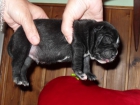 VENDO CACHORRO STAFFORSHIRE - mejor precio | unprecio.es