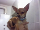 vendo chihuahua mejicano - mejor precio | unprecio.es