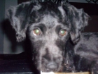 ADOPTAR UNA PEQUEÑA PERRITA MEZCLADA CON COCKER Y SCHNAUZER - mejor precio | unprecio.es